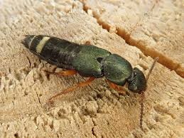 Attēlu rezultāti vaicājumam “Platydracus fulvipes”