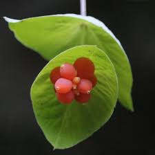 Attēlu rezultāti vaicājumam “Lonicera caprifolium fruit”