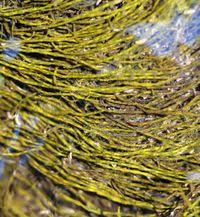 Attēlu rezultāti vaicājumam “Lemanea fluviatilis”