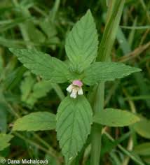 Attēlu rezultāti vaicājumam “Galeopsis bifida”