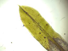 Attēlu rezultāti vaicājumam “Tortula subulata”