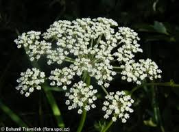 Attēlu rezultāti vaicājumam “Peucedanum palustre leaf”