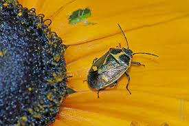 Attēlu rezultāti vaicājumam “Eurydema oleracea imago”