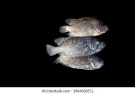 Image result for Lobotes surinamensis