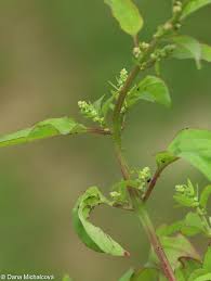 Attēlu rezultāti vaicājumam “Chenopodium polyspermum leaf”