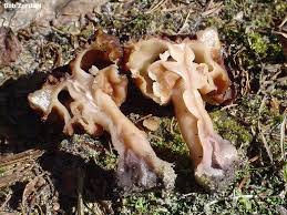 Attēlu rezultāti vaicājumam “Gyromitra esculenta”