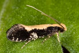 Attēlu rezultāti vaicājumam “Monopis monachella”