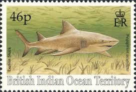 Image result for Negaprion acutidens