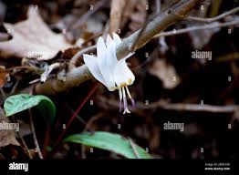 Attēlu rezultāti vaicājumam “Erythronium sibiricum flower”