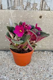 Image result for Saintpaulia ionantha Culitvar