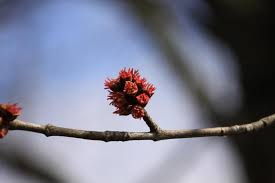 Attēlu rezultāti vaicājumam “Acer saccharinum flower”
