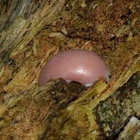 Attēlu rezultāti vaicājumam “Reticularia jurana”