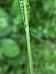 Attēlu rezultāti vaicājumam “Carex pilosa leaf”