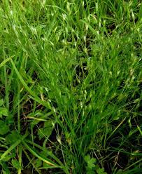 Attēlu rezultāti vaicājumam “Juncus bufonius fruit”
