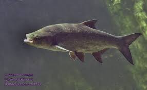 Image result for Aspius aspius