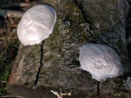 Attēlu rezultāti vaicājumam “Reticularia lycoperdon”