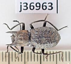 Attēlu rezultāti vaicājumam “Zopheridae”