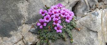 Image result for Steinbrech