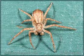 Attēlu rezultāti vaicājumam “Philodromidae”