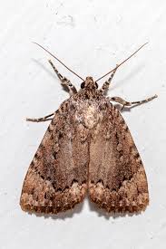 Attēlu rezultāti vaicājumam “Amphipyra”