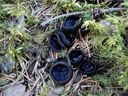 Attēlu rezultāti vaicājumam “Pseudoplectania nigrella”