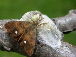 Attēlu rezultāti vaicājumam “Orgyia antiqua”