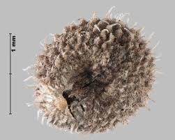 Attēlu rezultāti vaicājumam “Galium aparine fruit”