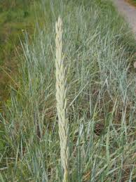 Attēlu rezultāti vaicājumam “Leymus arenarius”