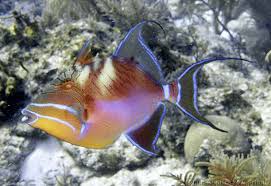 Image result for Balistes vetula