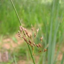 Attēlu rezultāti vaicājumam “Juncus balticus”