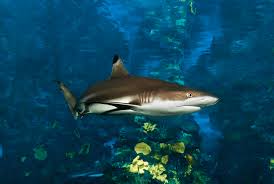 Image result for Carcharhinus melanopterus