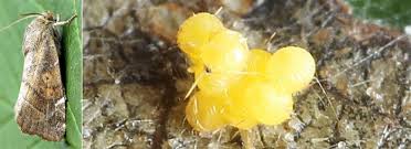 Attēlu rezultāti vaicājumam “Cosmia pyralina”