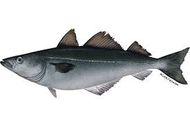 Image result for Zoarces americanus