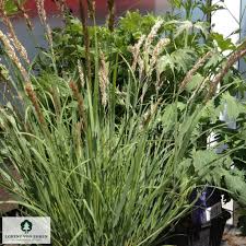 Attēlu rezultāti vaicājumam “Koeleria glauca”