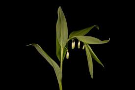 Attēlu rezultāti vaicājumam “Polygonatum odoratum bud”