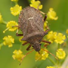 Attēlu rezultāti vaicājumam “Picromerus bidens”