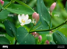 Attēlu rezultāti vaicājumam “Lonicera tatarica bud”