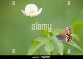 Attēlu rezultāti vaicājumam “Coenonympha hero underside”