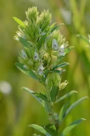 Attēlu rezultāti vaicājumam “Lophozia capitata”