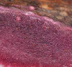 Attēlu rezultāti vaicājumam “Ceriporia purpurea”