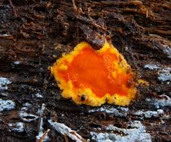 Attēlu rezultāti vaicājumam “Ceriporia”