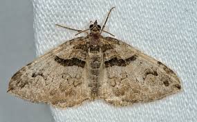 Attēlu rezultāti vaicājumam “Pareulype berberata”