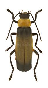 Attēlu rezultāti vaicājumam “Cantharidae”