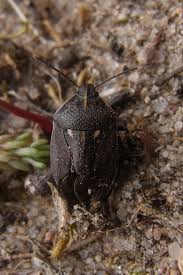 Attēlu rezultāti vaicājumam “Jalla dumosa imago”