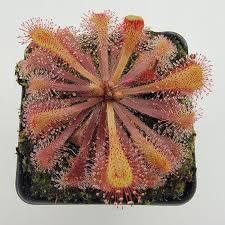 Image result for Drosera