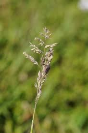 Attēlu rezultāti vaicājumam “Holcus lanatus”