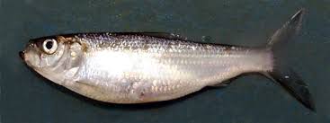 Image result for Alosa aestivalis