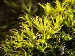 Attēlu rezultāti vaicājumam “Didymodon tophaceus”