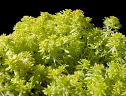 Attēlu rezultāti vaicājumam “Sedum hispanicum”