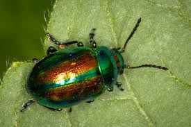 Attēlu rezultāti vaicājumam “Chrysolina fastuosa”